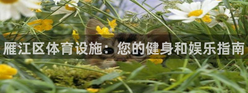 海南意昂体育3：雁江区体育设施：您的健身和娱乐指南